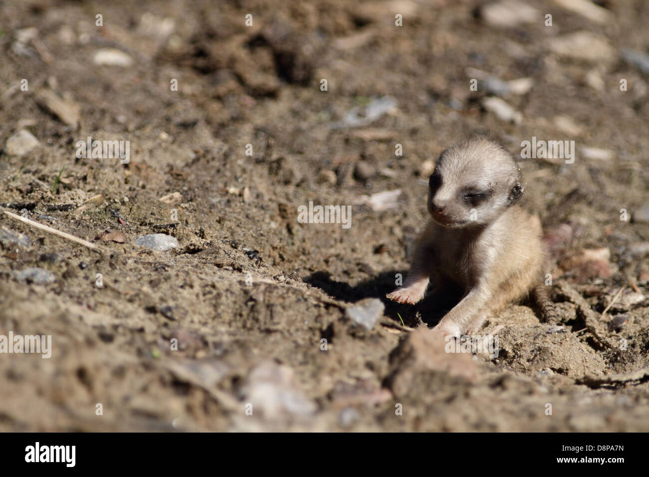 Meerkat bébé dans un zoo. Banque D'Images