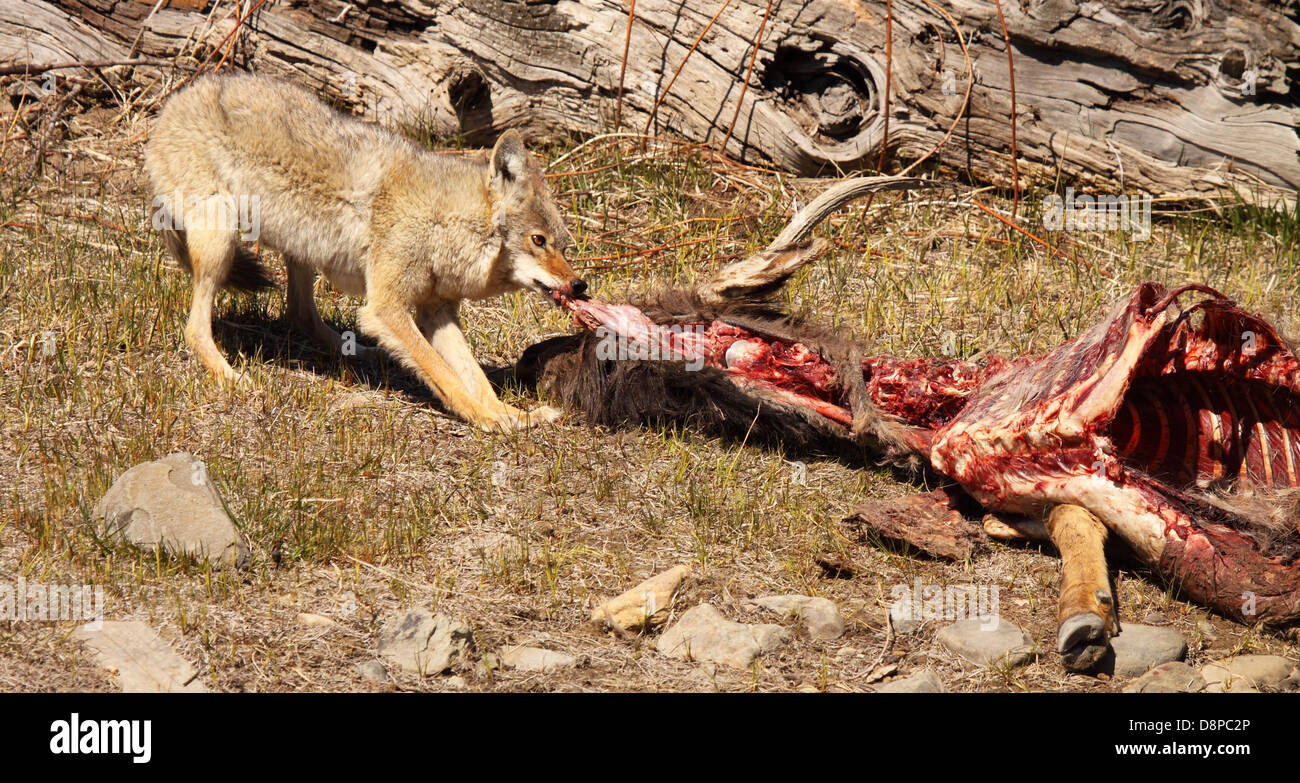 Un Coyote tirant fort sur une carcasse de wapitis. Banque D'Images Un Coyote tirant fort sur une carcasse de wapitis. Banque D'Images