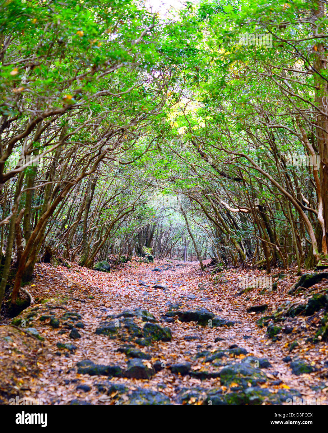 Forêt Aokigahara au Japon. Banque D'Images