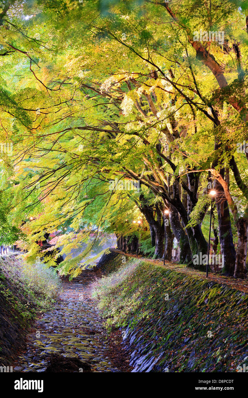 Feuille d'érable en Tunnel Kawaguchi, le Japon. Banque D'Images