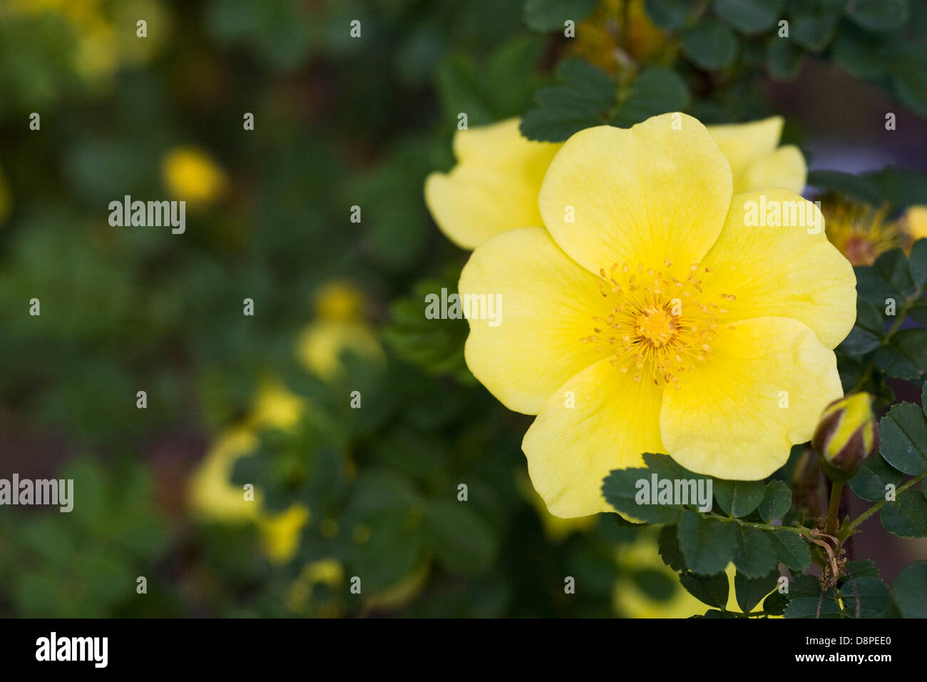 Rosa 'Golden Chersonese'. Rose jaune portrait. Banque D'Images