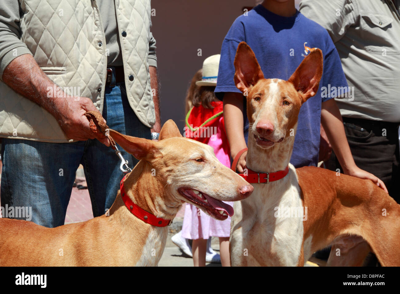 Portrait de chiens podenco d'Ibiza -- à un pays juste, Ibiza, Espagne Banque D'Images