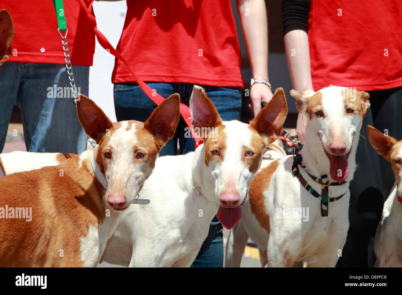 Portrait de chiens podenco d'Ibiza -- à un pays juste, Ibiza, Espagne Banque D'Images