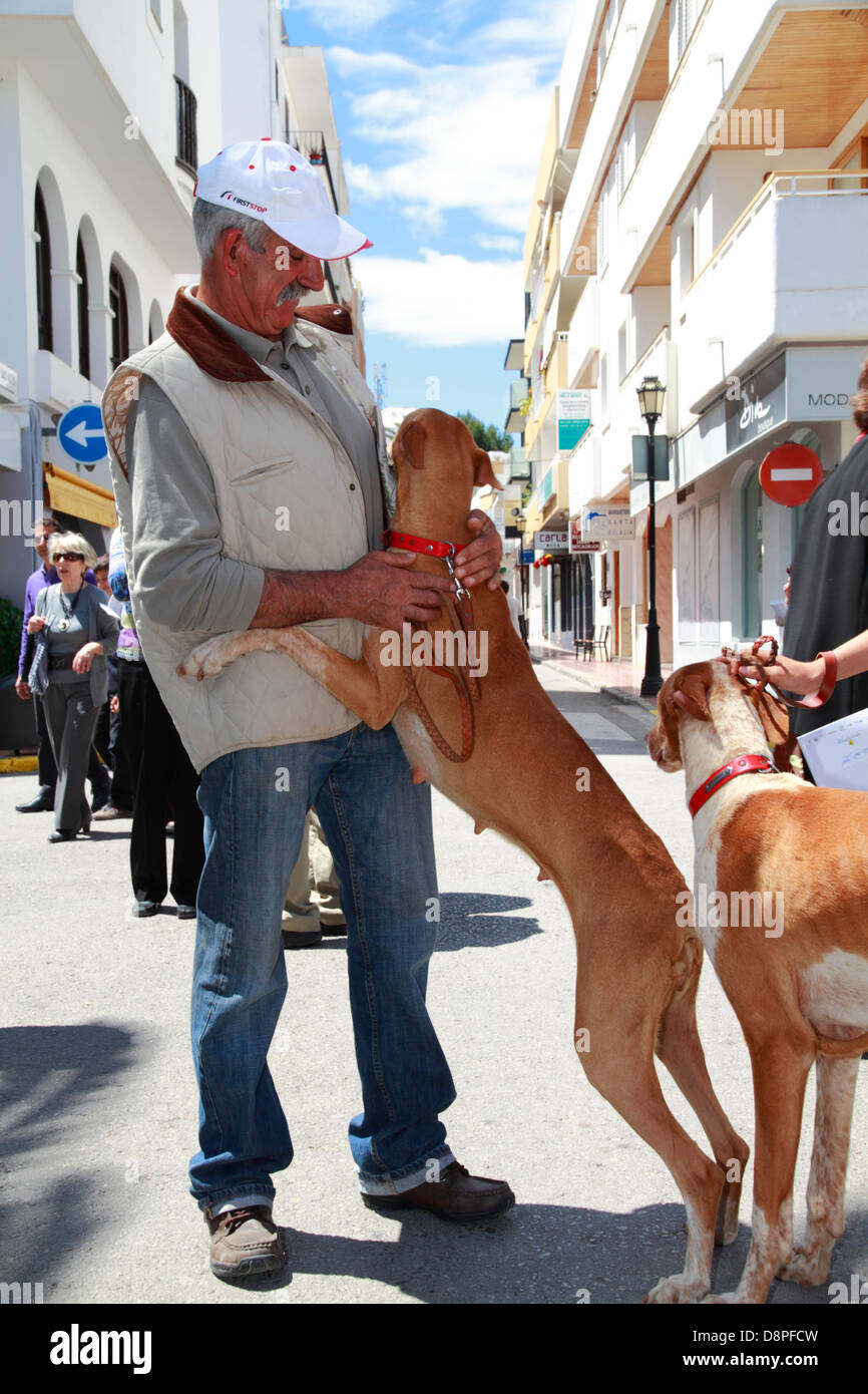 -Hound- podenco d'Ibiza à jouer avec son gardien à un pays juste, Ibiza, Espagne Banque D'Images