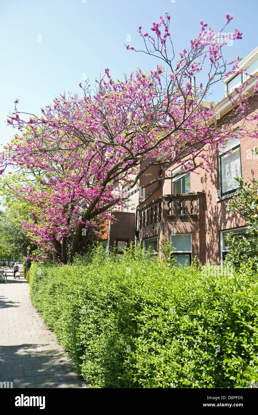 Cercis siliquastrum arbre de Judée ou des fleurs au printemps avec des fleurs roses en face d'une maison Banque D'Images
