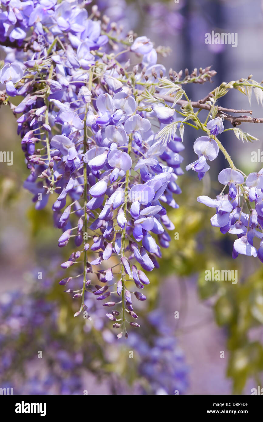Belles fleurs Wisteria sinensis fleurit au printemps Banque D'Images