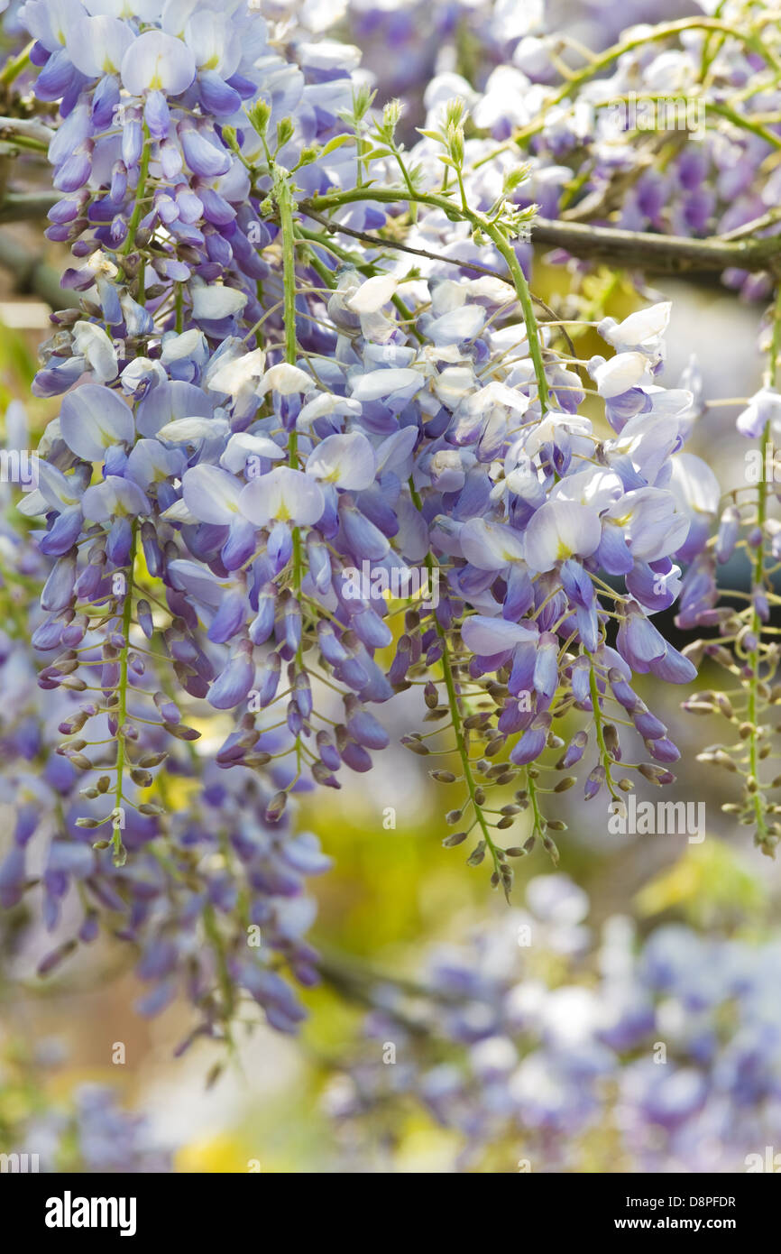 Belles fleurs Wisteria sinensis fleurit au printemps Banque D'Images