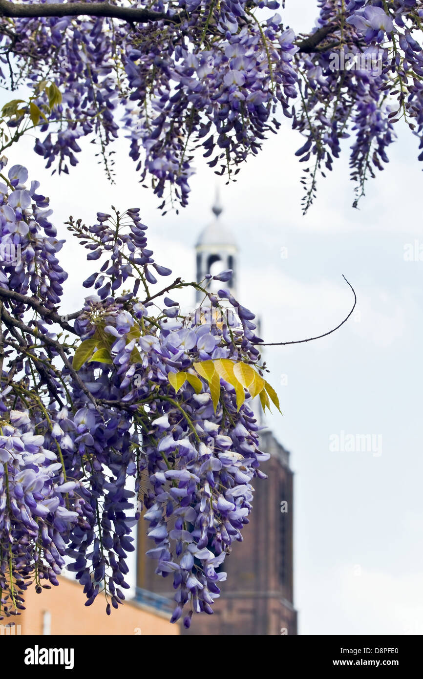 Fleurs Wisteria sinensis fleurit au printemps avec churchtower en arrière-plan Banque D'Images