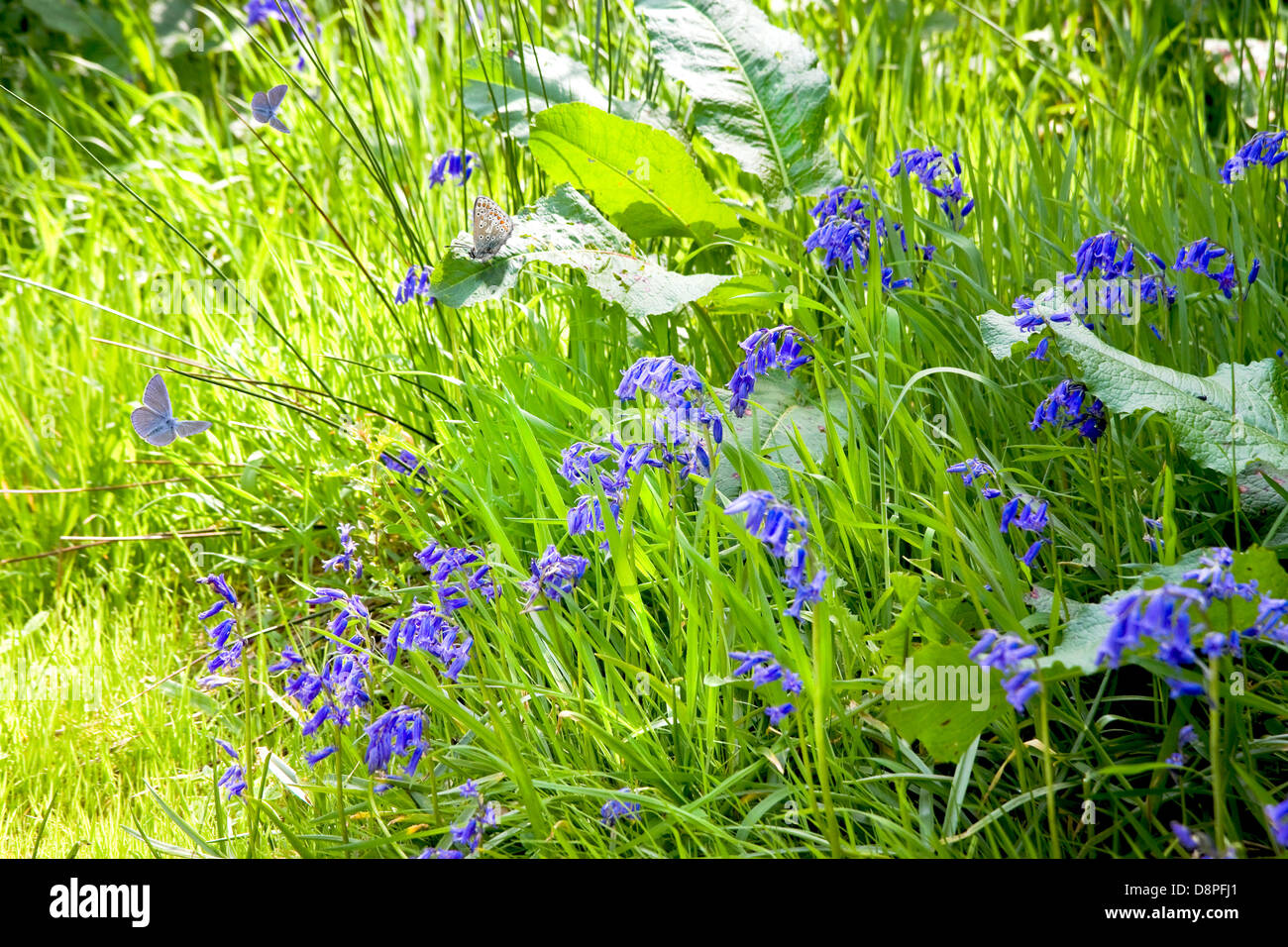 En bordure de soleil du printemps avec de l'herbe, des fleurs de jacinthes et papillons Banque D'Images