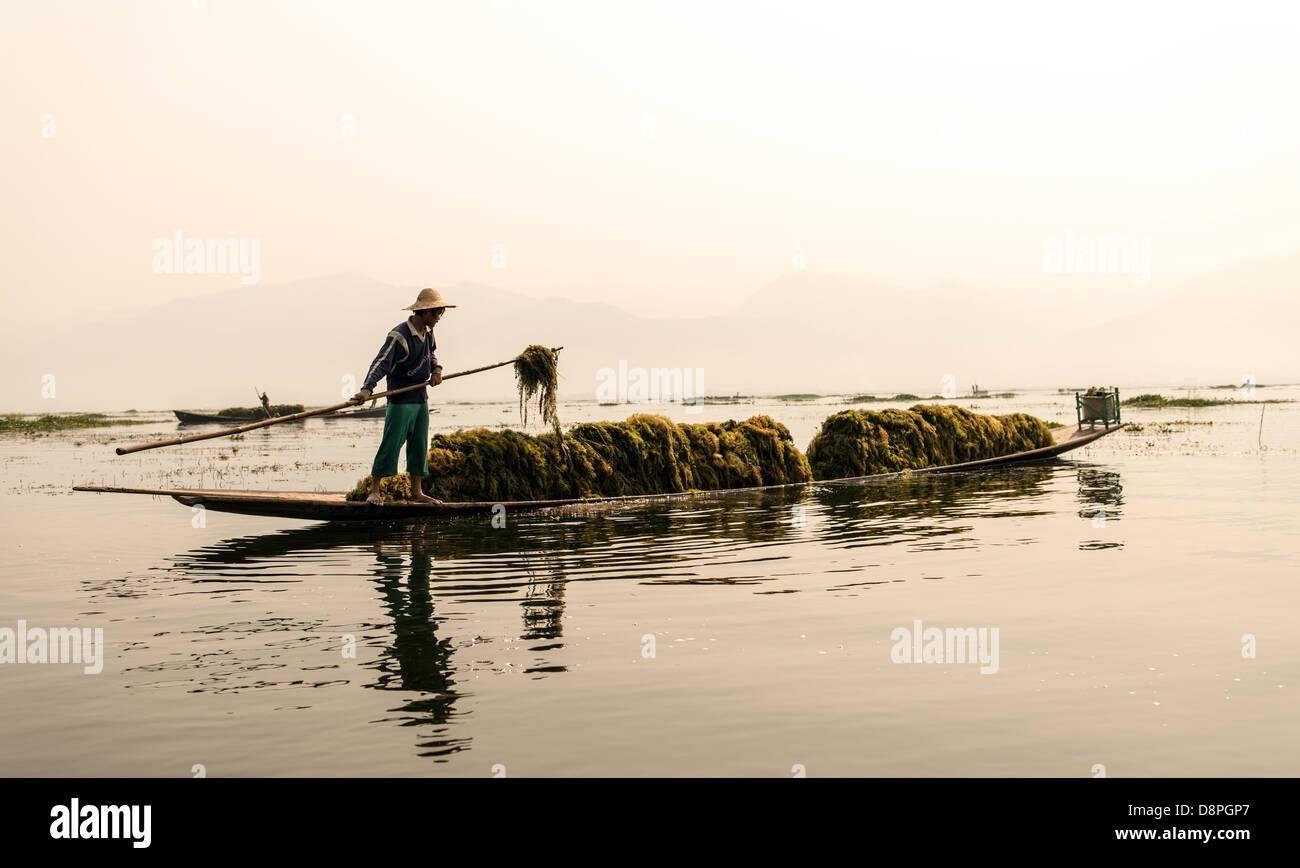 La collecte de pêcheur la végétation de la partie inférieure du lac Inle pour fertiliser les jardins flottants à proximité de la Birmanie Myanmar Nyaungshwe Banque D'Images