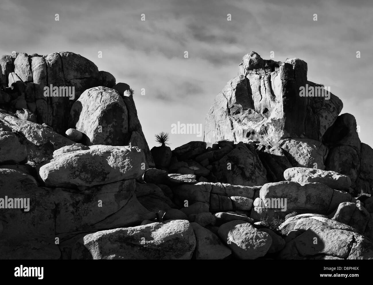 Joshua Tree solitaire parmi les rochers, noir et blanc Banque D'Images