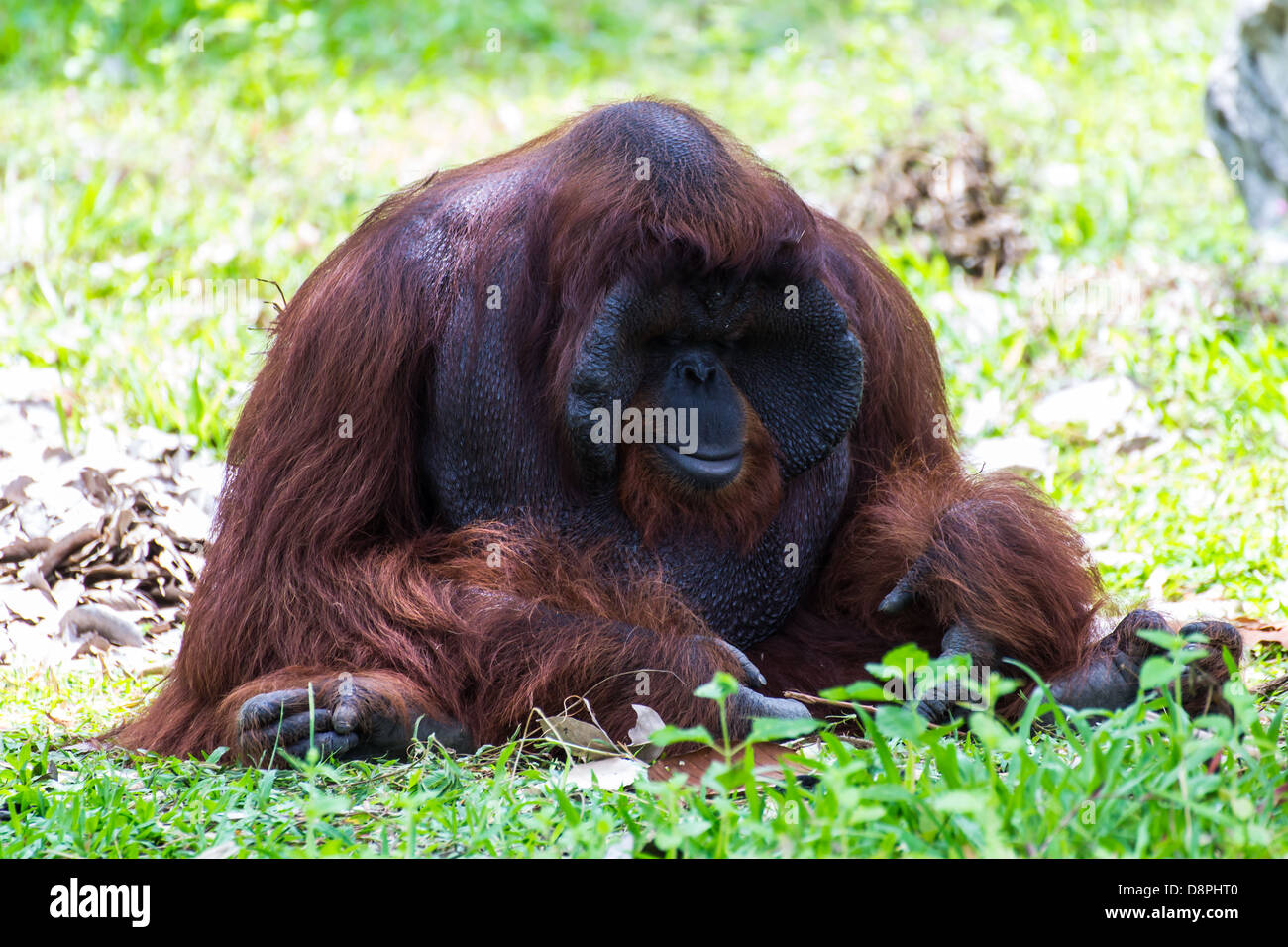 Le mâle adulte de l'orang-outang à Chiangmai, Thaïlande Zoo Banque D'Images
