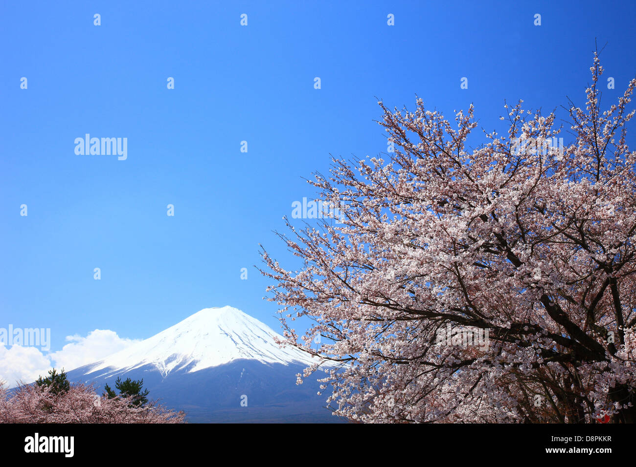 Le Mont Fuji et les fleurs de cerisier, préfecture de Yamanashi Banque D'Images