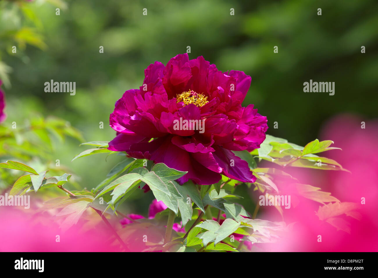 Fleur de pivoine arbre Banque D'Images