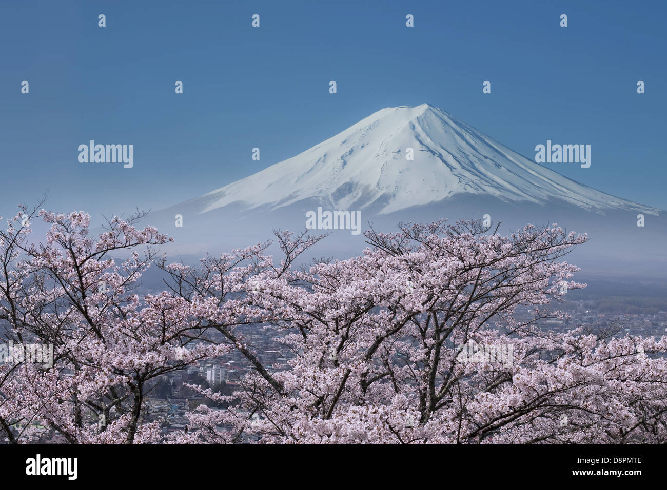 Le Mont Fuji et fleurs de cerisier Banque D'Images