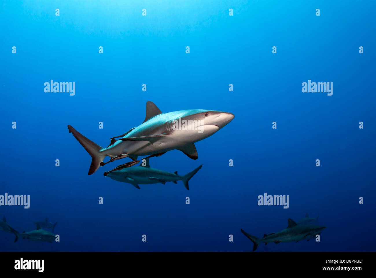 Carcharhinus amblyrhynchos Reefsharks Gris requin au nord d'avertisseur sonore, Osprey Reef, Mer de Corail, l'océan Pacifique, Queensland Australie Banque D'Images