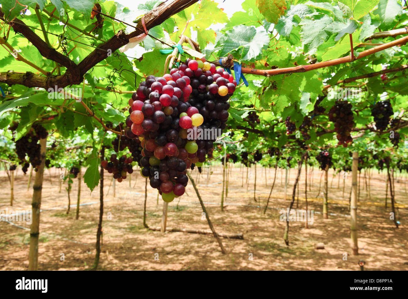Groupe de grappes suspendues colorés sur la vigne. Banque D'Images