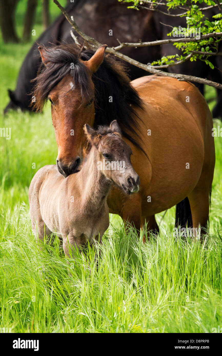 Famille de chevaux au pâturage Banque D'Images