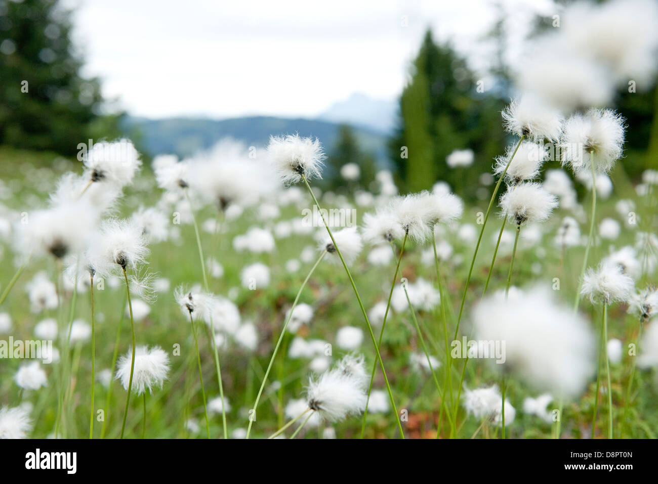 Domaine de hare's tail flowers, Eriophorum vaginatum Banque D'Images