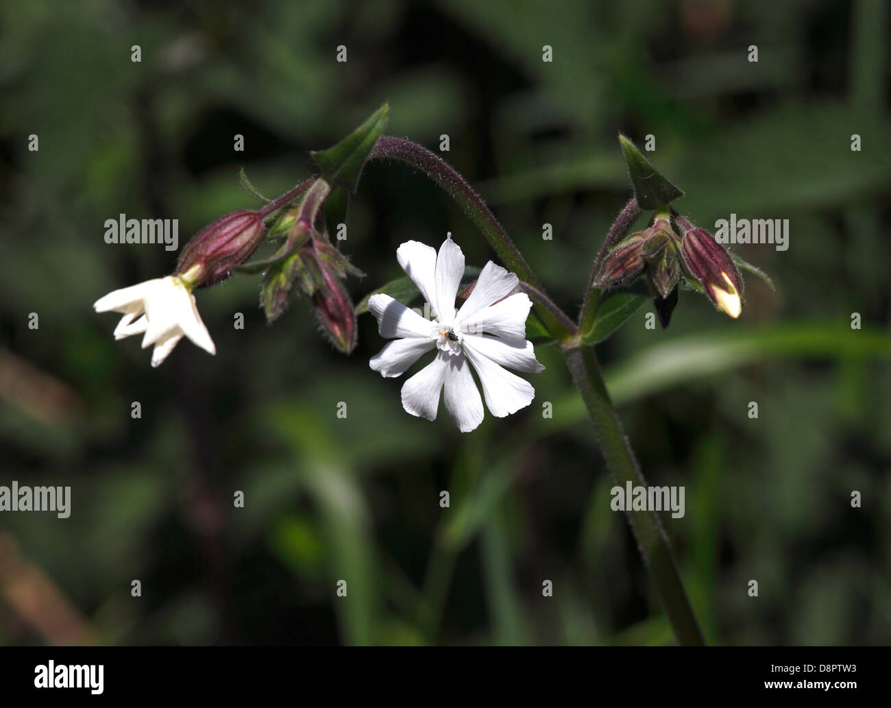 Silène fleur sauvage originaire des Western Isles Ecosse trouvés à Milton Banque D'Images