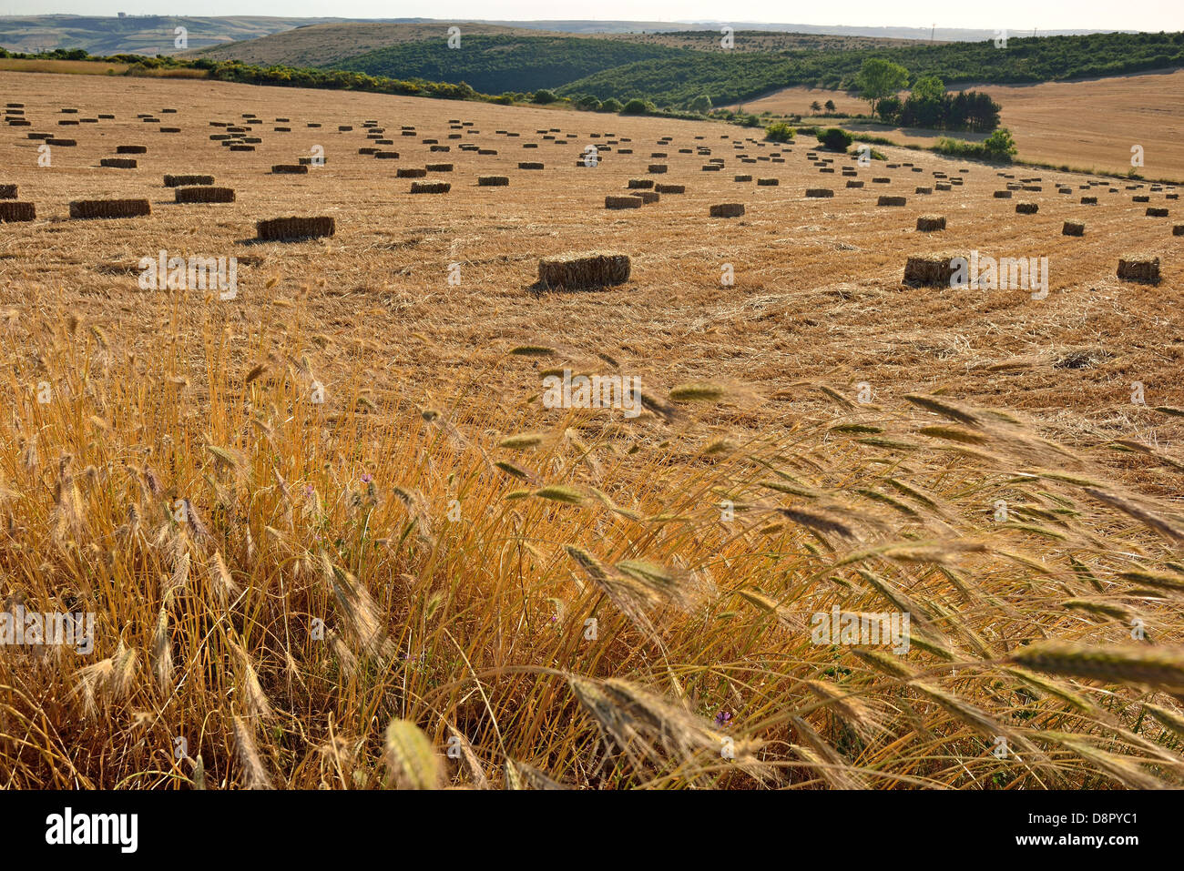 Des épis de blé de bottes de paille et d'avance sur le terrain Banque D'Images