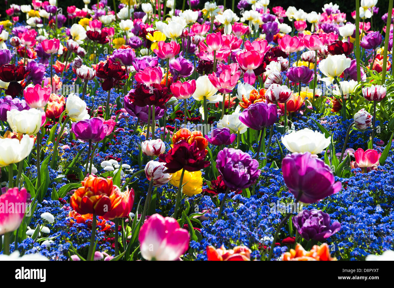 Un lit de tulipes colorées Banque D'Images