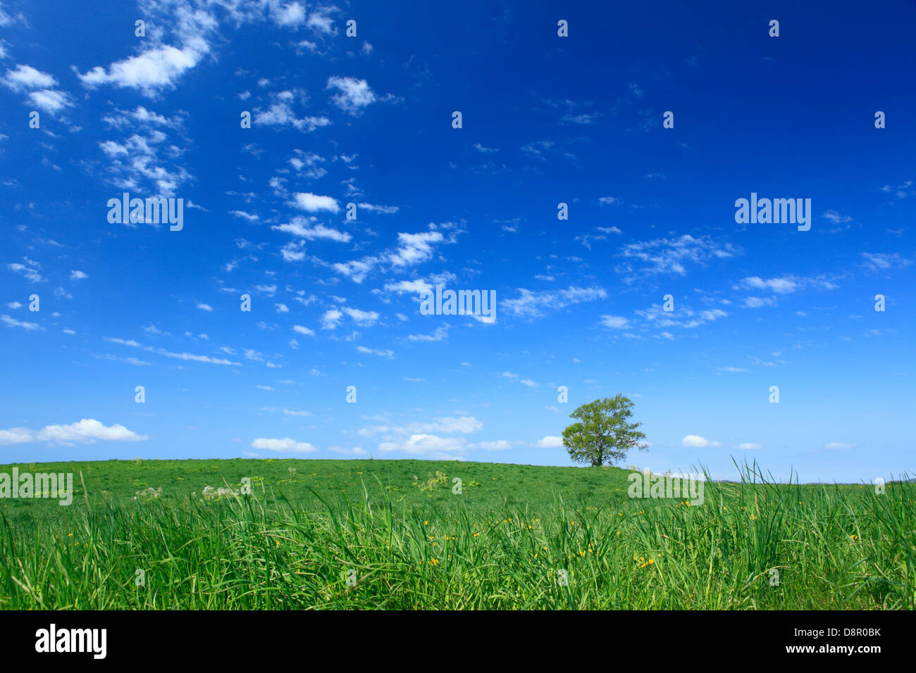 Arbre généalogique de prairie et ciel avec nuages, Hokkaido Banque D'Images