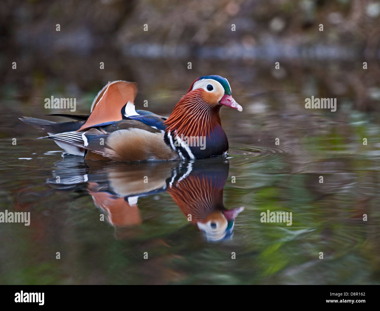 Canard mandarin (Aix galericulata) masculin Sussex Arundel Banque D'Images