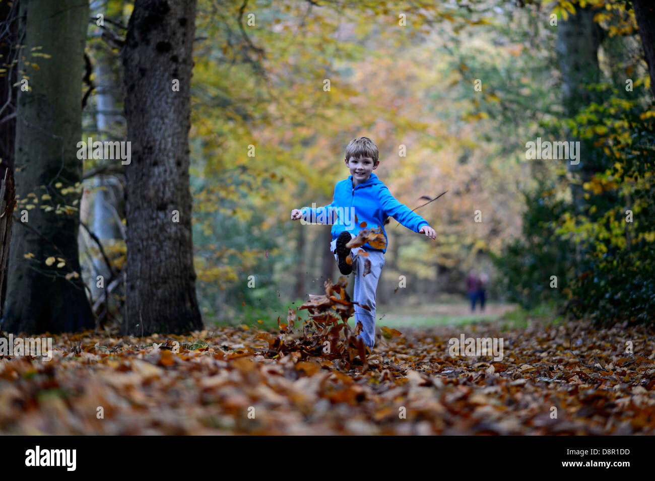 Jeune garçon coups de feuilles en automne bois Norfolk Banque D'Images