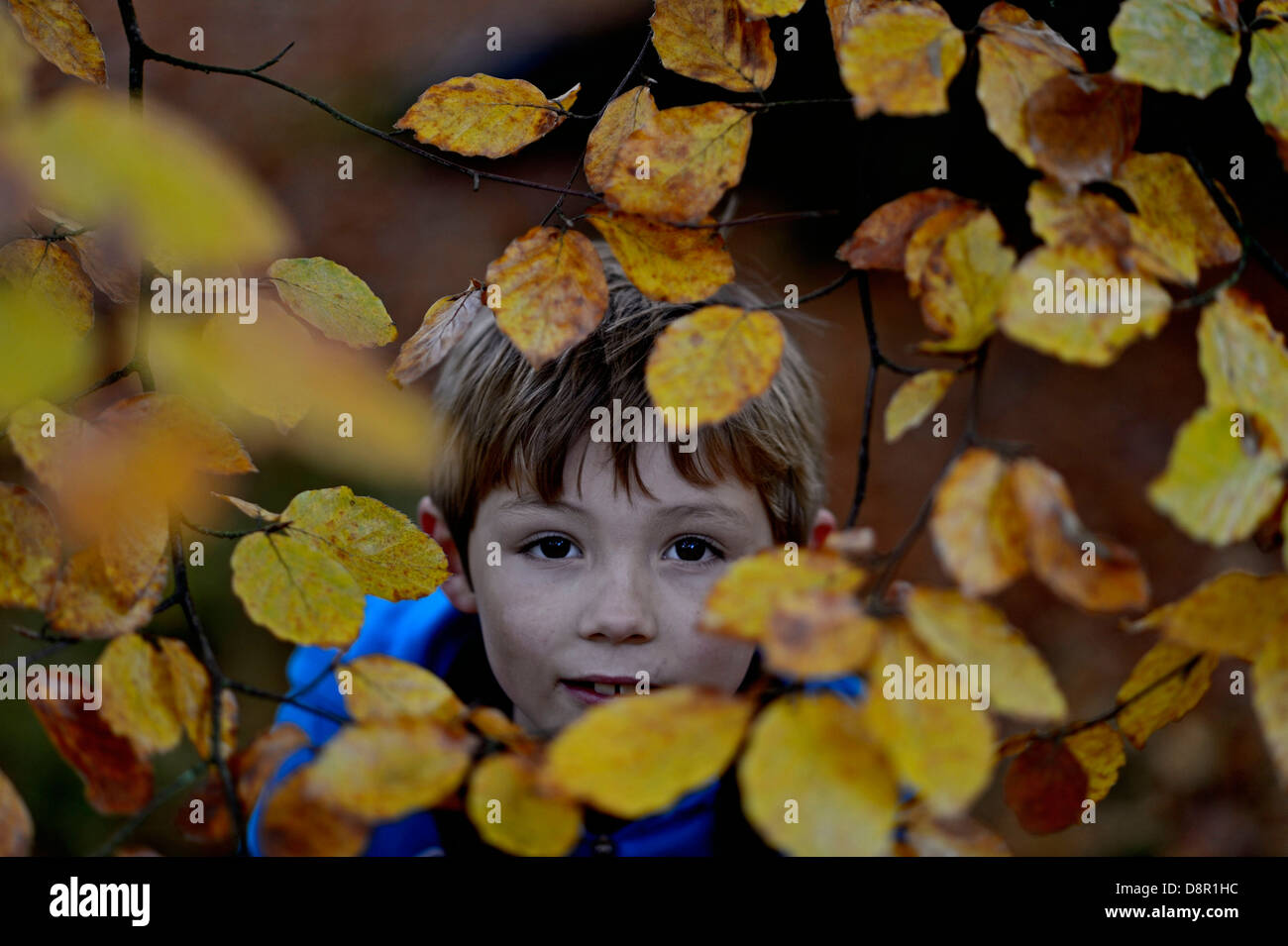 Jeune garçon voyeur par feuilles de hêtre en forêt en automne Norfolk Banque D'Images