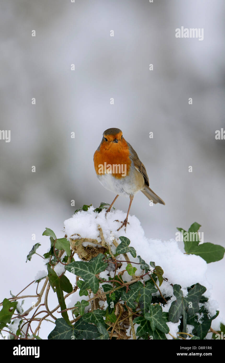 Erithacus rubecula aux abords gonflée dans le froid de l'hiver de Norfolk Banque D'Images Erithacus rubecula aux abords gonflée dans le froid de l'hiver de Norfolk Banque D'Images