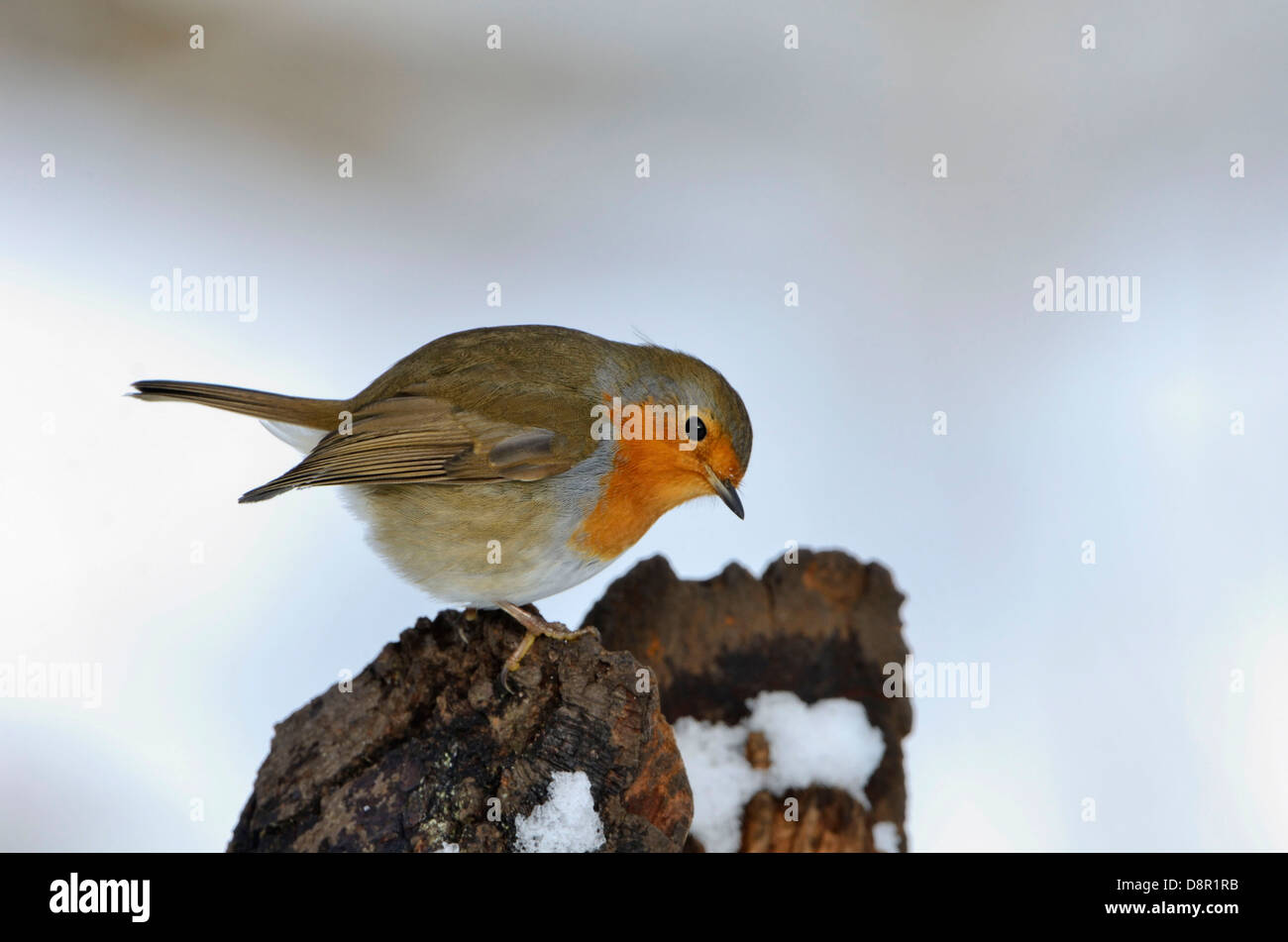 Erithacus rubecula aux abords gonflée dans le froid de l'hiver de Norfolk Banque D'Images Erithacus rubecula aux abords gonflée dans le froid de l'hiver de Norfolk Banque D'Images