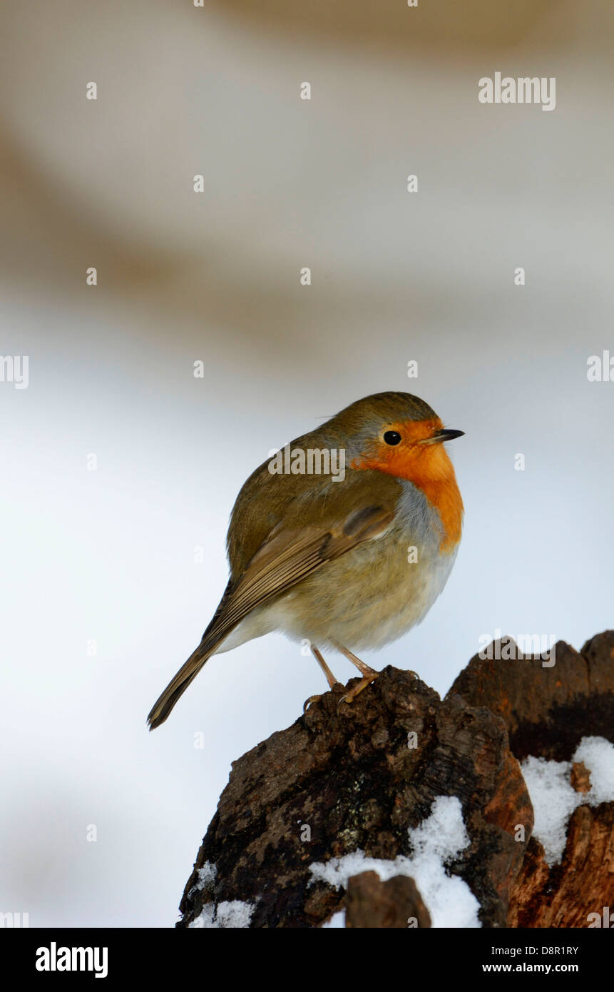 Erithacus rubecula aux abords gonflée dans le froid de l'hiver de Norfolk Banque D'Images Erithacus rubecula aux abords gonflée dans le froid de l'hiver de Norfolk Banque D'Images