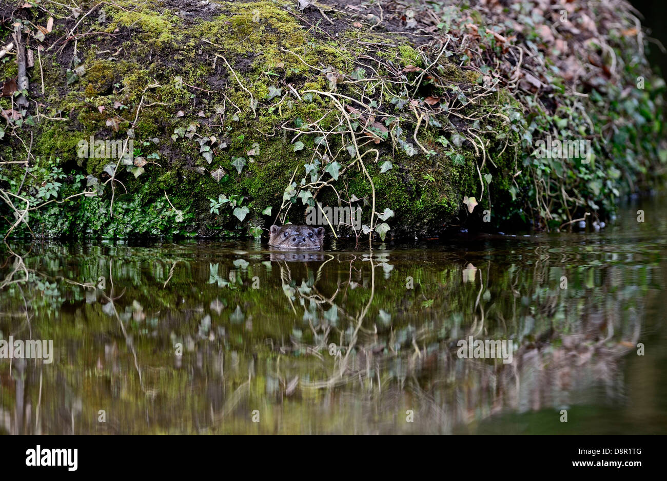 Loutre d'Europe Loutre d'Eurasie (Lutra lutra) sur la rivière Thet, Thetford, Norfolk Banque D'Images