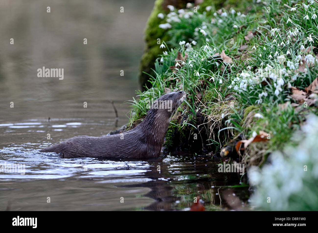 Loutre d'Europe Loutre d'Eurasie (Lutra lutra) sur la rivière Thet, Thetford, Norfolk Banque D'Images