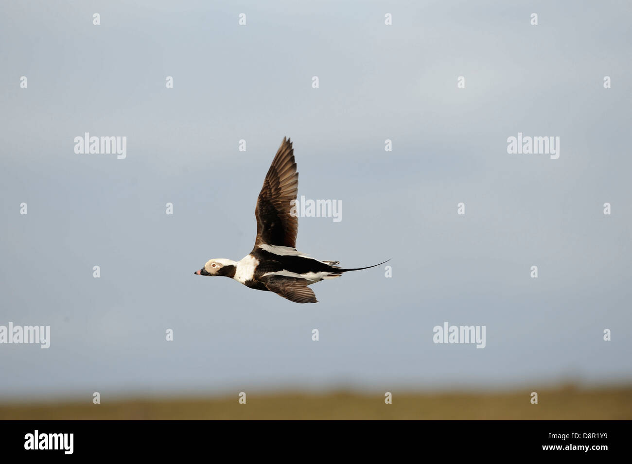 Le Harelde kakawi Clangula hyemalis Mars Shetland mâle Banque D'Images