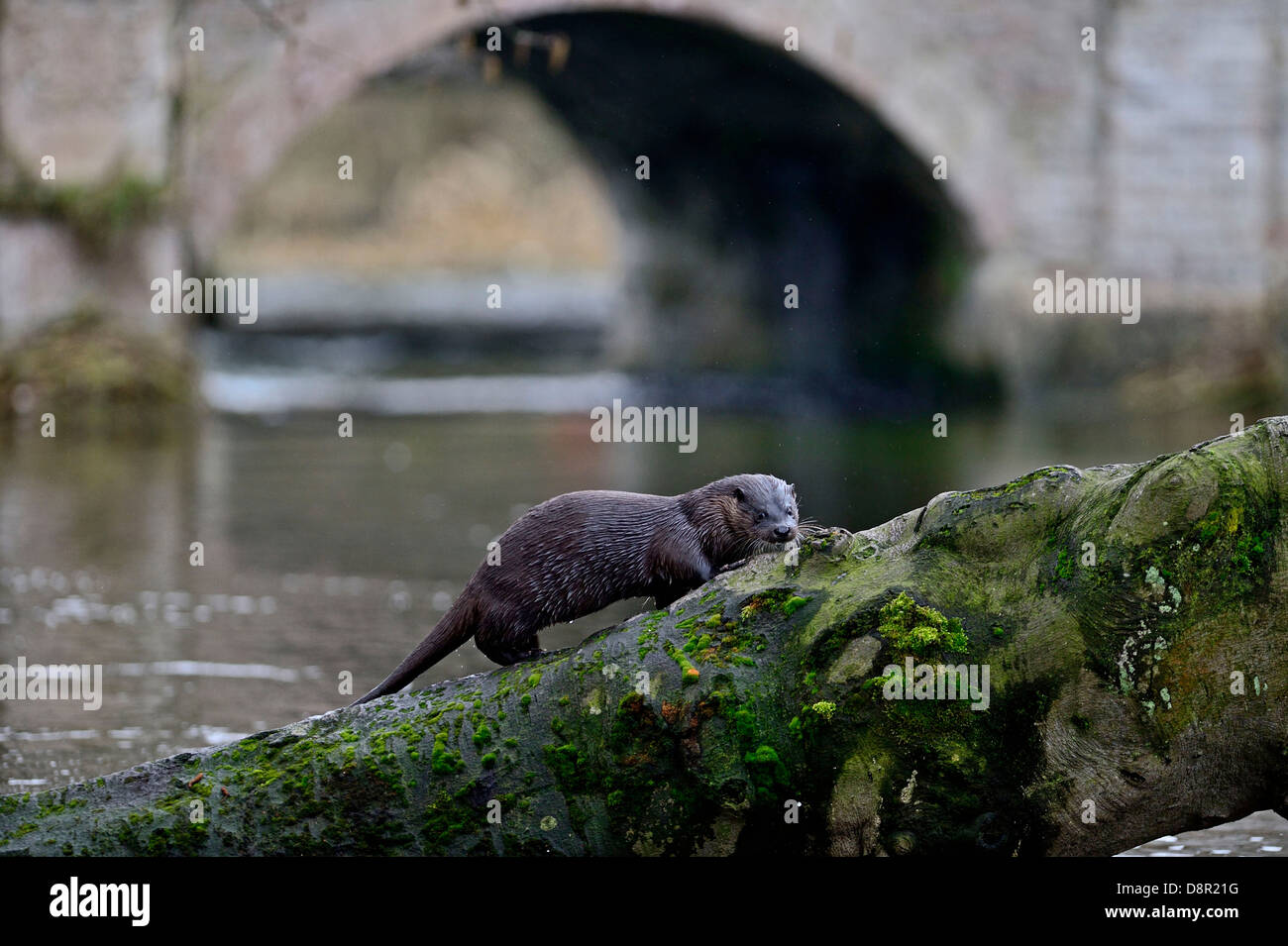 Loutre d'Europe Loutre d'Eurasie (Lutra lutra) arbre d'escalade sur la rivière Thet, Thetford, Norfolk Banque D'Images