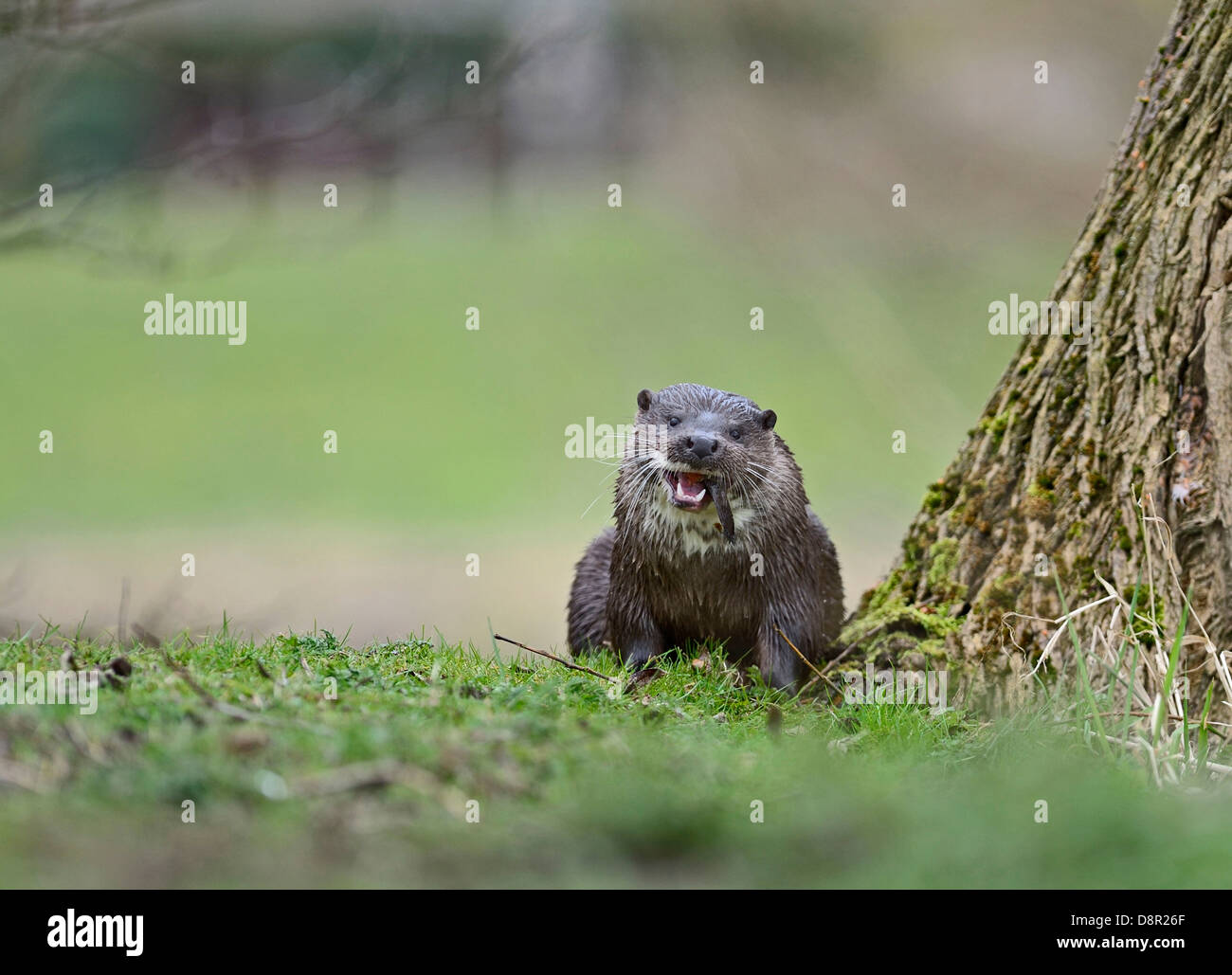 Loutre d'Europe Loutre d'Eurasie (Lutra lutra) sur la rivière Thet, Thetford, Norfolk Banque D'Images