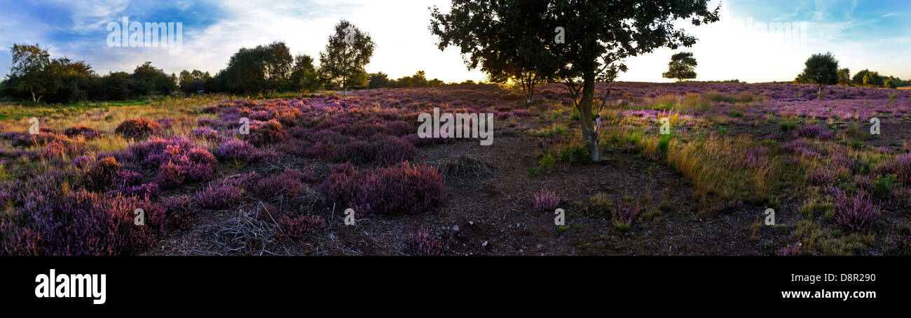 Heath de plaine sur la réserve RSPB Minsmere dans le Suffolk Suffolk Sandlings en août Banque D'Images