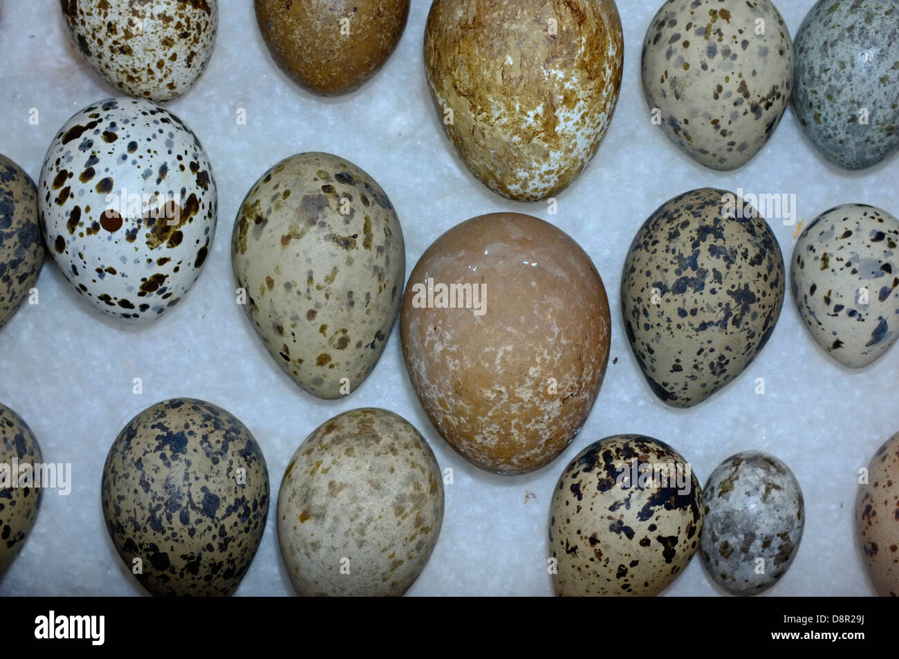 Une sélection d'œufs d'oiseaux de la collection victorienne Banque D'Images