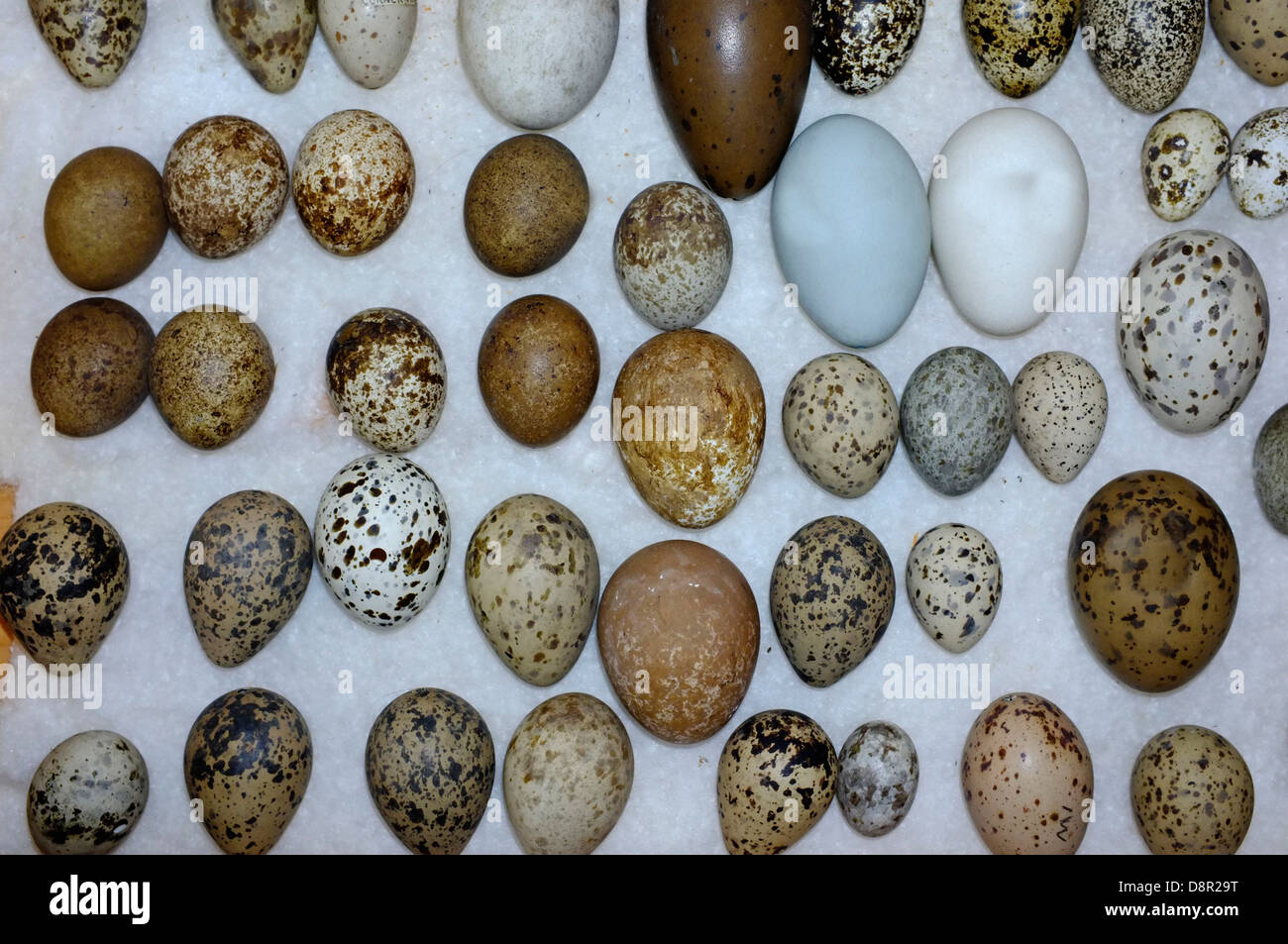 Une sélection d'œufs d'oiseaux de la collection victorienne Banque D'Images