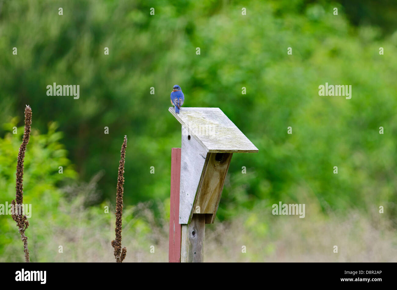Merlebleu de l'Est Sialia sialis, nichoirs à Cape May dans le New Jersey USA Banque D'Images