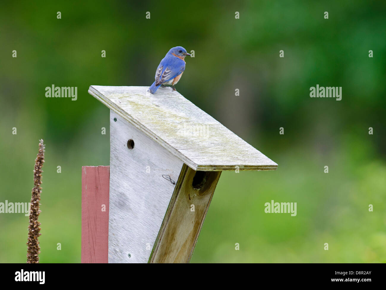 Merlebleu de l'Est Sialia sialis, nichoirs à Cape May dans le New Jersey USA Banque D'Images