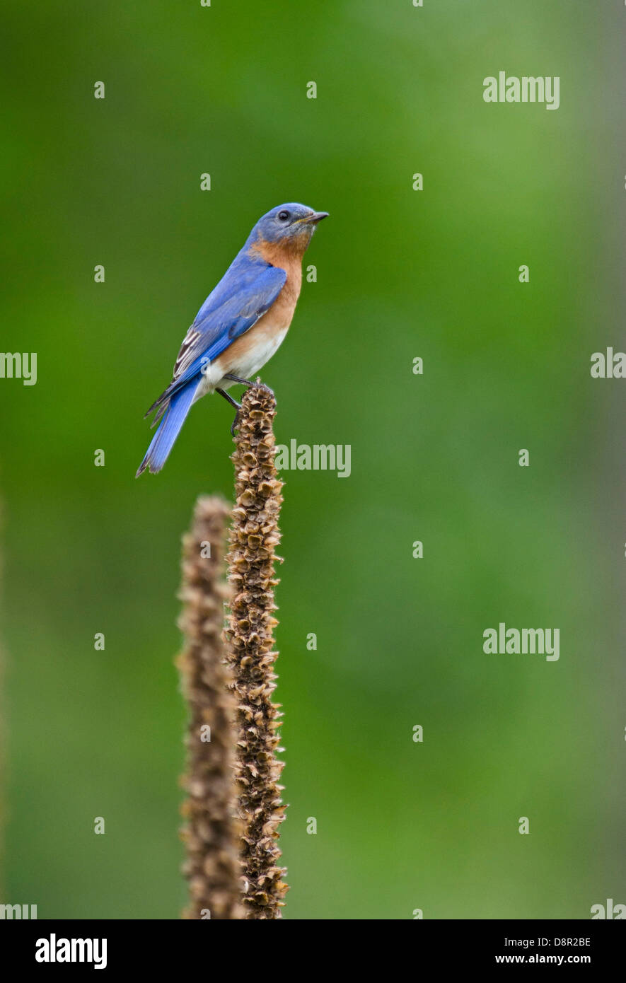 Merlebleu de l'Est Sialia sialis, nichoirs à Cape May dans le New Jersey USA Banque D'Images