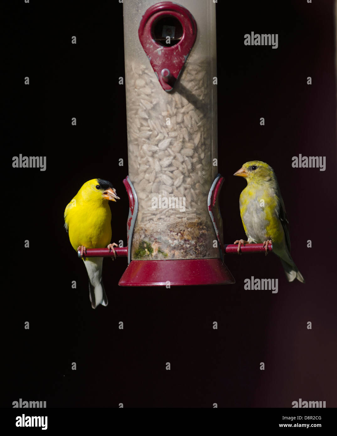 Chardonneret jaune Carduelis tristis paire sur convoyeur jardin Cape May dans le New Jersey USA Banque D'Images