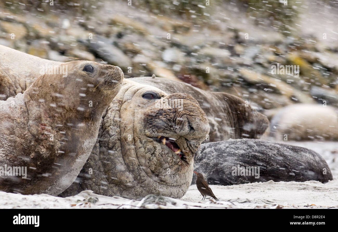 Cincloides noirâtre au grèbe antarcticus enroulé sur le Sud de l'Éléphant de mer Mirounga leonina Sea Lion Island Îles Malouines Banque D'Images