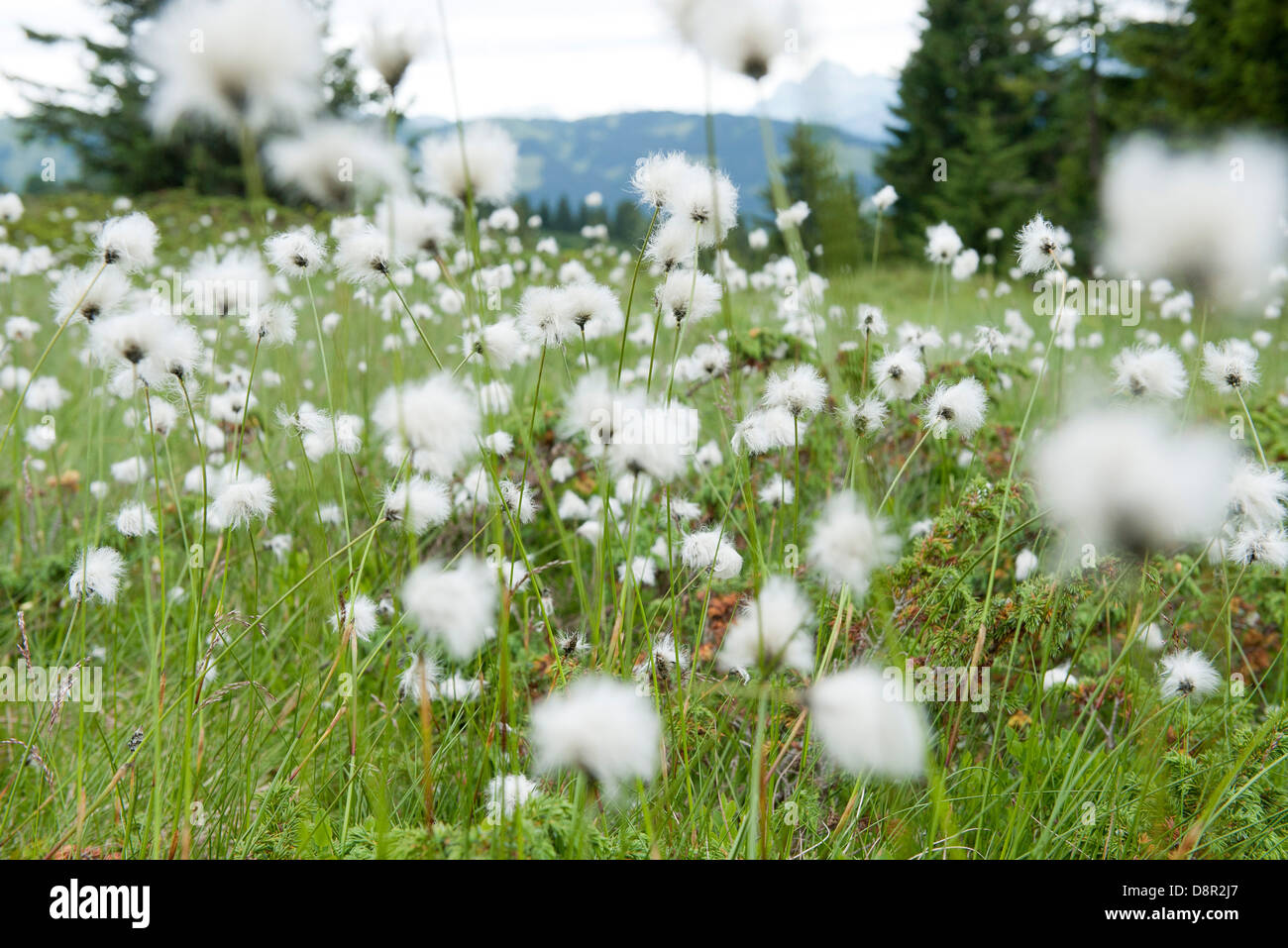 Domaine de hare's tail flowers, Eriophorum vaginatum Banque D'Images