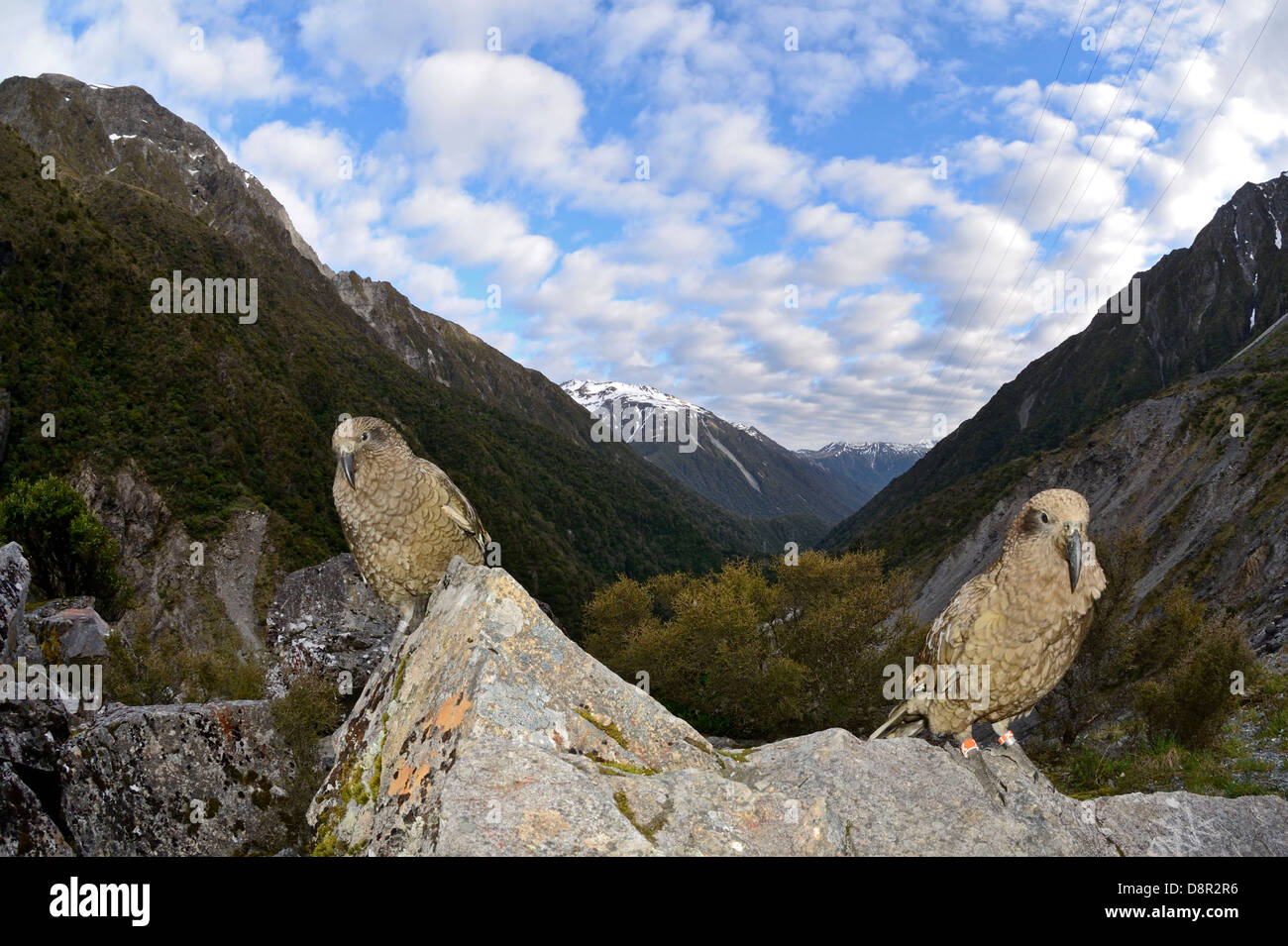 Nestor notabilis Kea Arthur's Pass ile sud Nouvelle Zelande Banque D'Images