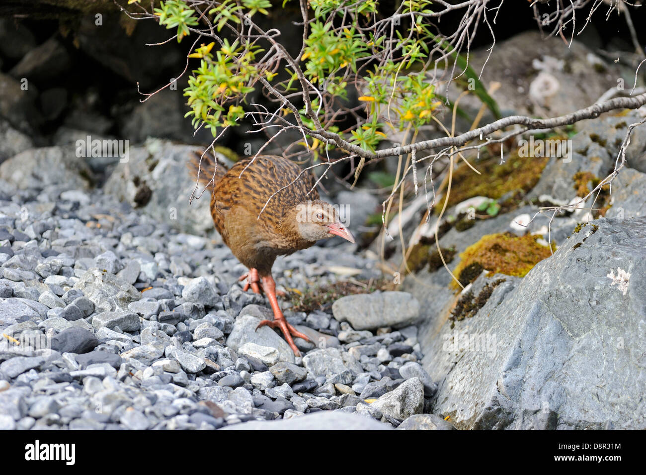 Gallirallus australis weka ile sud Nouvelle Zelande Banque D'Images