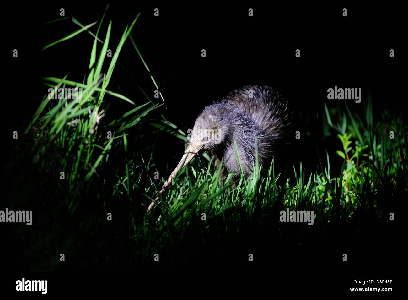 Northern Brown Kiwi Apteryx mantelli Kerikeri, Nouvelle-Zélande l'Île du Nord Banque D'Images